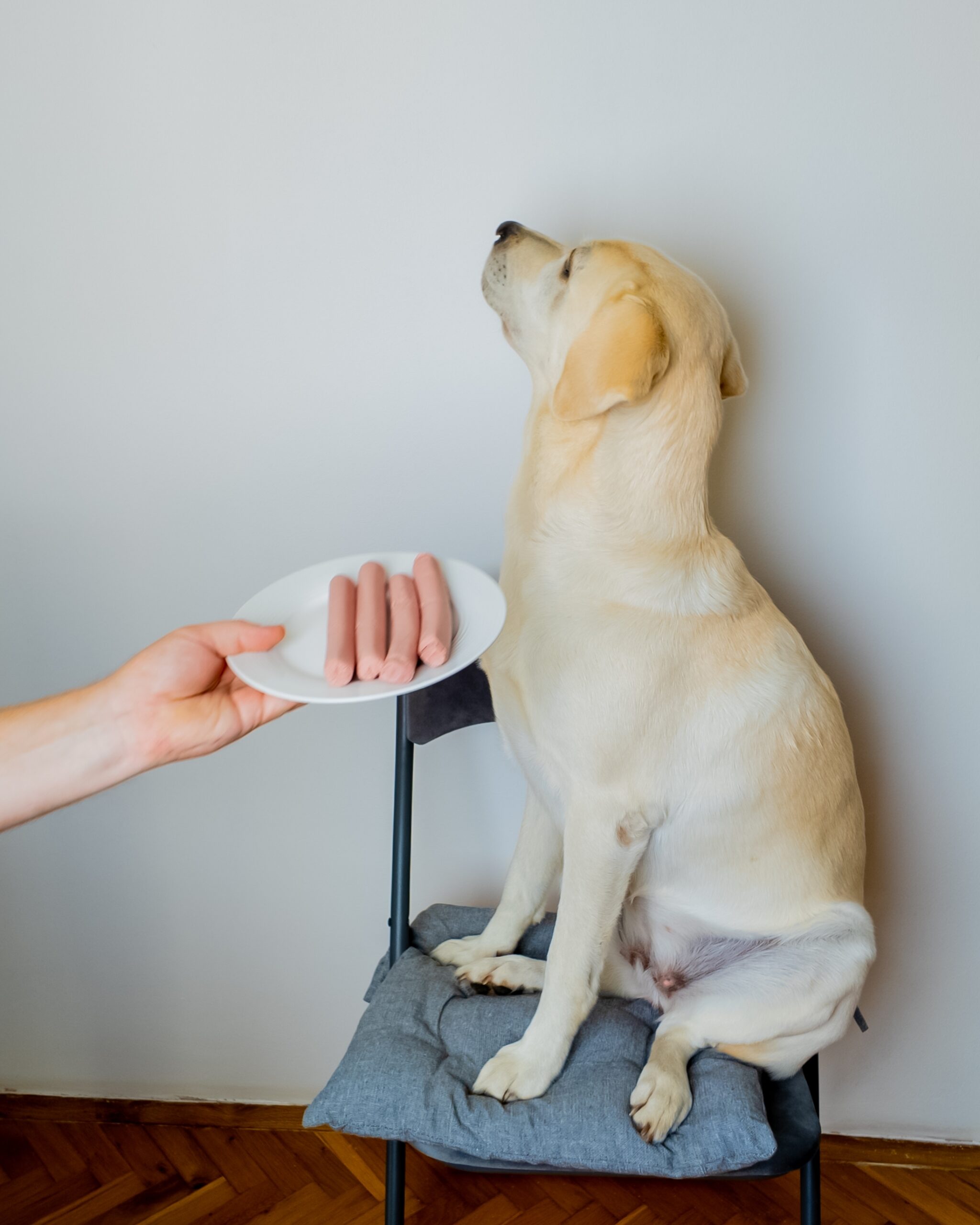 Dog being fussy and turning away from sausages